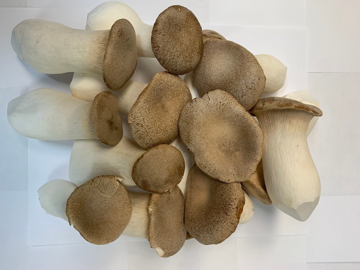 Unionville Mushrooms Farm